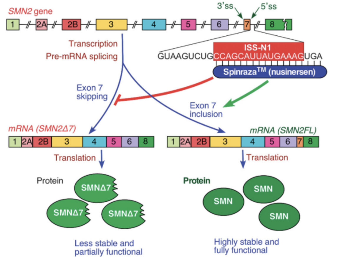 <p>Intronic splicing silencer N1 (ISS-N1) regulates exon 7 in SMN2 - when ISS-N1 is deleted, exon 7 inclusion is promoted</p><p>ASO blocking ISS-N1 (Nusinersen) showed ability to convert truncated SMN2 into full-length, funcitonal SMN2</p><ul><li><p>administered intrathecally (due to BBB)</p></li></ul><p>Clinical trial: extended event free and overall survival, and improved achievement of motor milestones. </p><p>FIRST APPROVED SMA TREATMENT </p><ul><li><p>initially 4 monthly intrathecal injection followed by 1 every 4 months - discounted on NHS</p></li></ul><p></p>