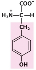 <p>Methyl + Phenol</p>
