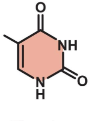 <p>what DNA base is this?</p><p>where does it H bond from?</p><p>what type of base is it?</p>
