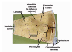 <p>produce organic portion of the matrix</p>