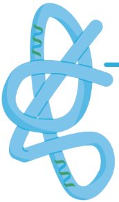 <p>The three-dimensional shape for a single polypeptide chain, its structure can be determined through hydrogen and ionic bonds, distribution of R groups</p>