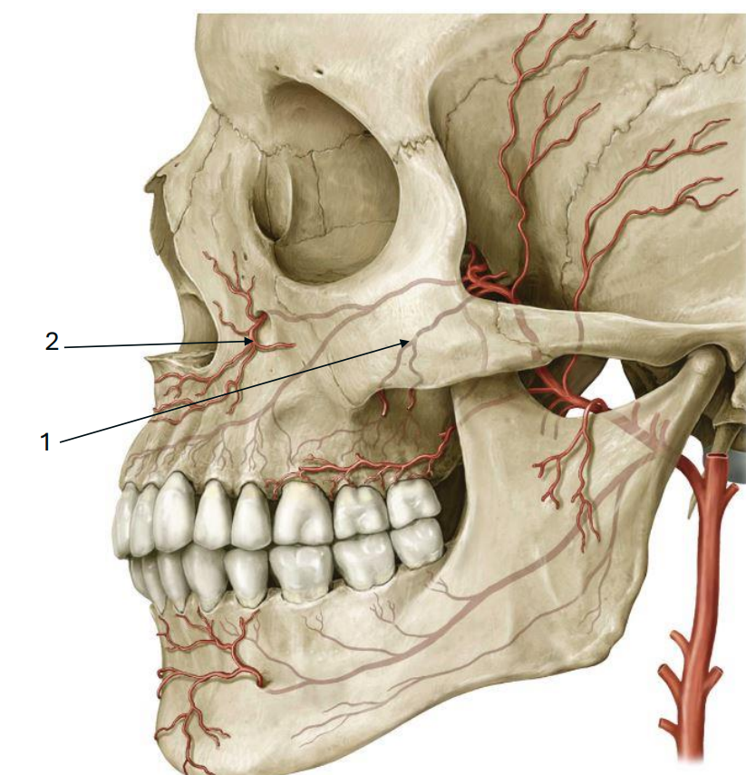 <p>What is indicated by 2?</p>