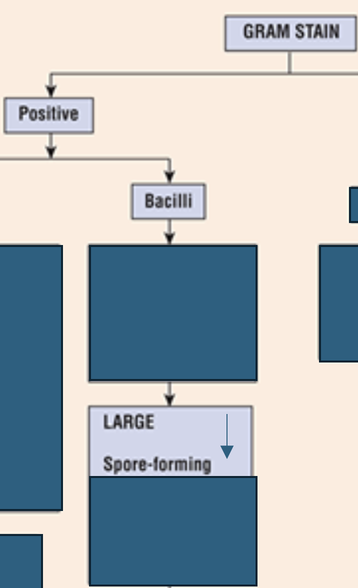 <p>Which gram positive bacilli grow large and are <strong>spore-forming?</strong></p>