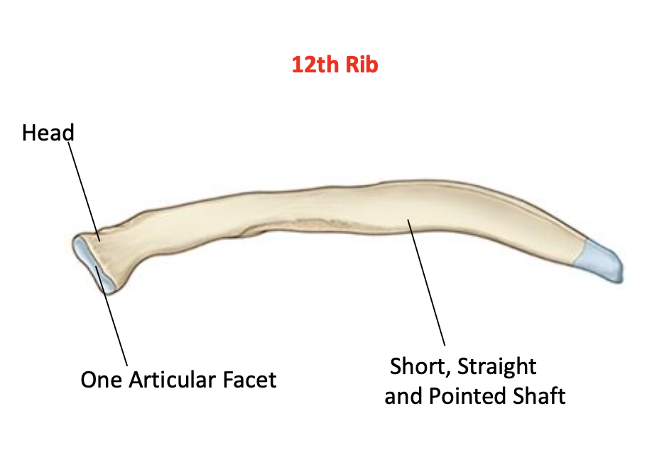 <p>10th rib: similar to typical rib with one articular facet on head<br>11-12 ribs: one articulate facet on head, no neck or tubercle, short, stright and pointed shaft</p>