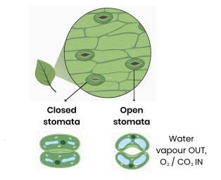 <ul><li><p class="ds-markdown-paragraph">Water vapour OUT</p></li><li><p class="ds-markdown-paragraph">O₂ and CO₂ IN</p></li></ul><p></p>