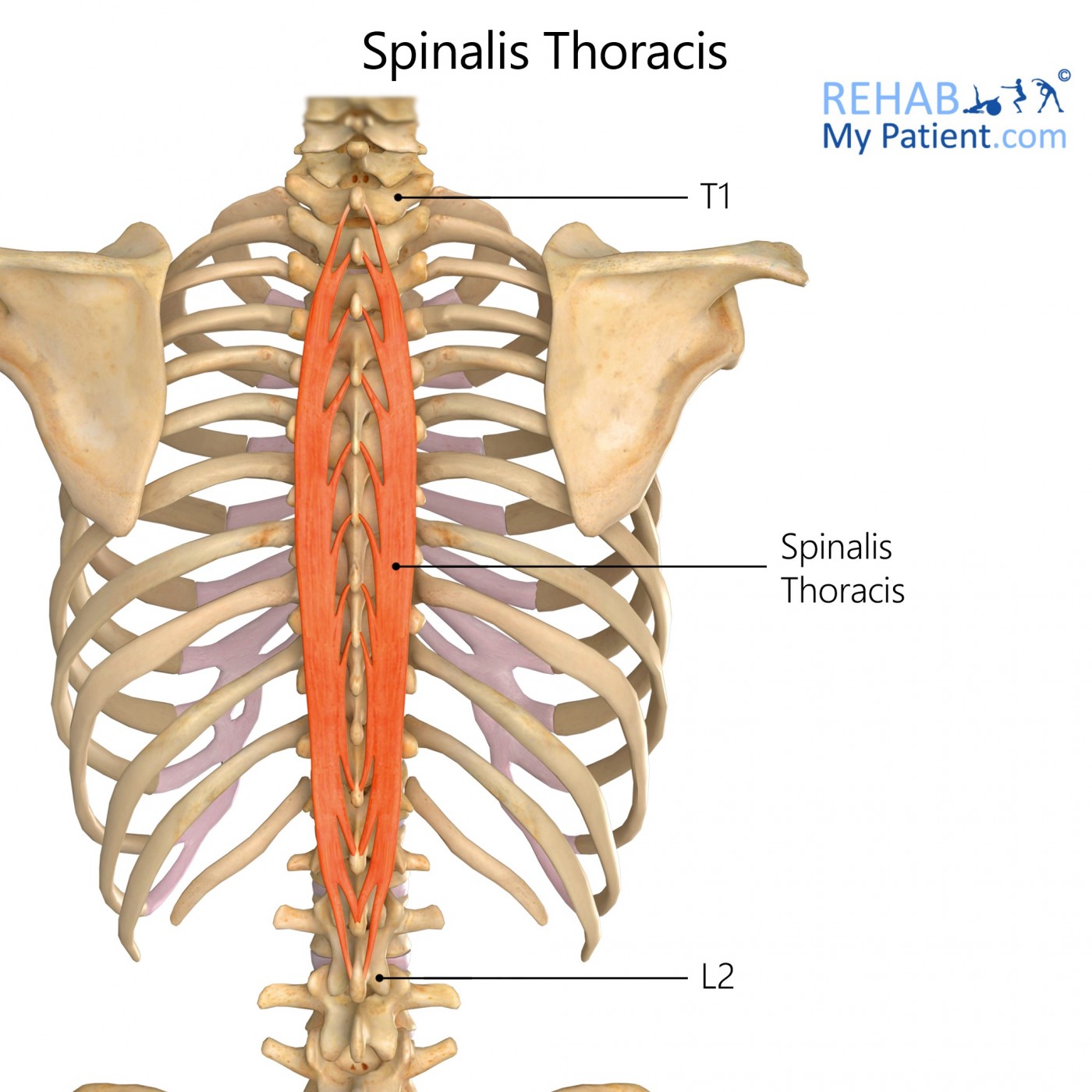 <p>spinalis thoracis</p>