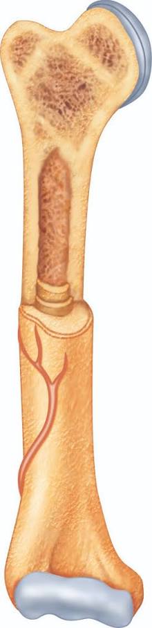 <p>what is the long central part of long bone?</p>