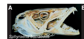 <p><span style="background-color: transparent;">Orbital: bones/cartilages in fish/non fish, surround eyes and is in it</span></p>