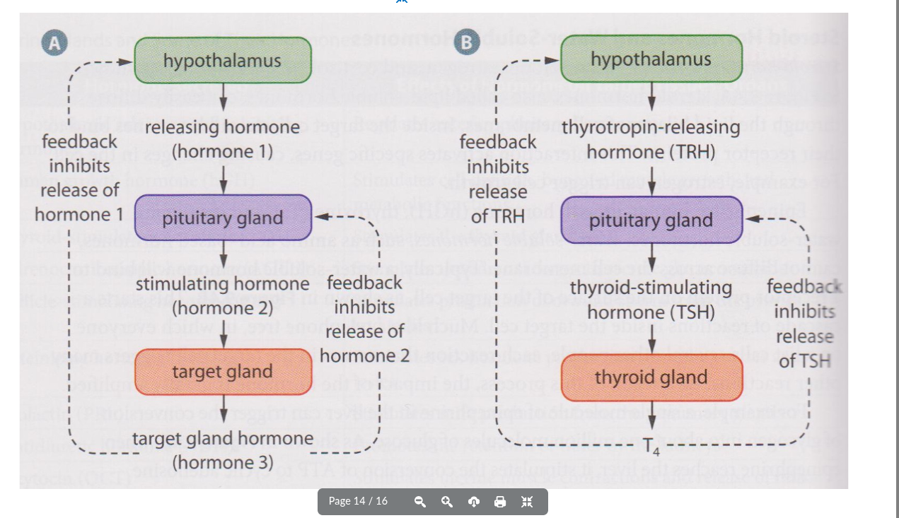 <ul><li><p>hormones that stimulate endocrine glands to release other hormones instead of directly affecting a target cell</p><ul><li><p>many of the hormones released from the hypothalamus and anterior pituitary are tropic hormones</p></li></ul></li></ul><p></p>