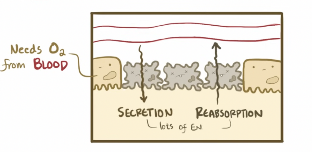 <p>What is acute tubular necrosis (ATN)?</p>