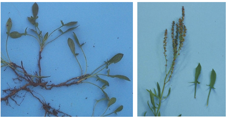 <p><strong>Plant family:</strong> Polygonaceae<br><strong>Life cycle:</strong> Perennial<br><strong>Key persistence / spread:</strong> Creeping underground roots<br><strong>Farming systems:</strong> Acidic, low‑fertility soils</p><p><strong> How to identify</strong></p><p>It is a low‑growing perennial with very distinctive arrow‑shaped leaves, each with two backward‑pointing lobes at the base.</p><p>Plants are often reddish, particularly under nutrient stress or dry conditions. Leaves have a sharp sour taste due to oxalic acid.</p><p>The plant spreads via underground roots, forming patches in poor soils where pasture competition is weak.</p><p>It is an indicator of low fertility.</p>