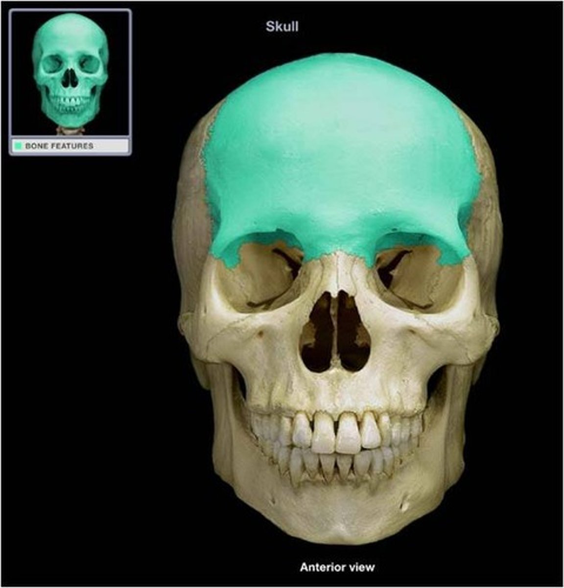 <p>Id highlighted bone</p>