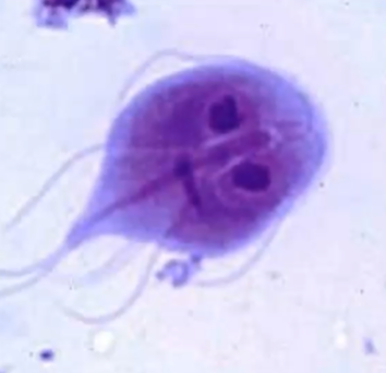 <p><span style="background-color: rgba(0, 0, 0, 0); line-height: 19.7625px;">What is the species in this photo and WHY?</span></p>