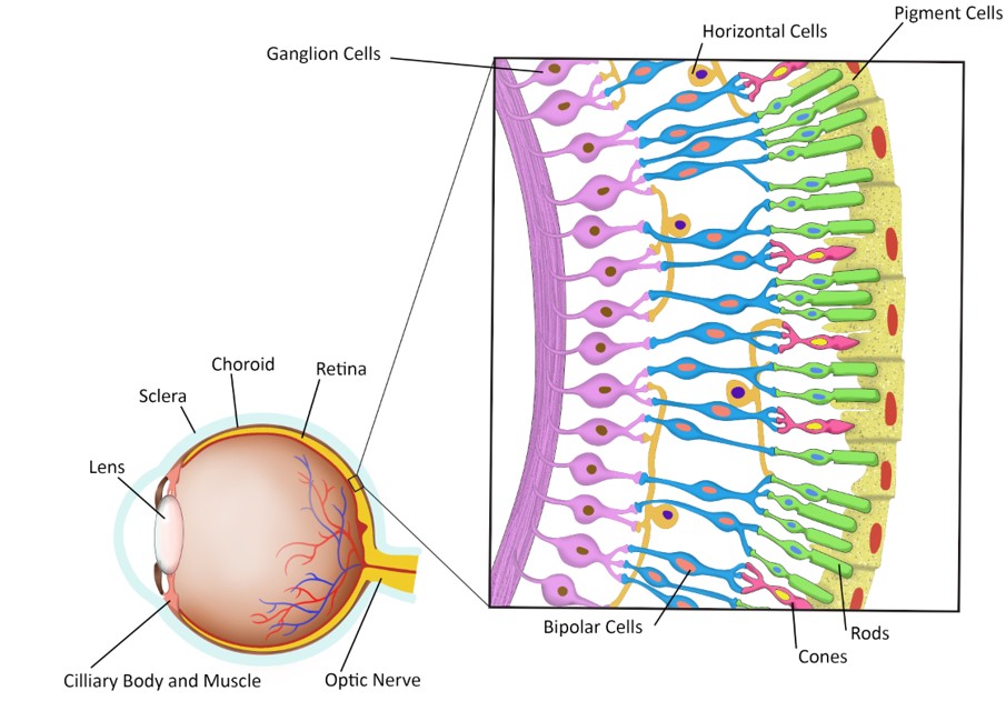 <p>optic nerve</p>