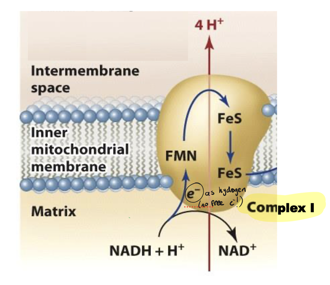 <p>From the mitochondrial matrix, NADH (reduced form) donates its 2 electrons as two hydrogen atoms to FMN found within complex I, becoming oxidized to NAD+. Iron-sulfur clusters then pick up this electron from FMN in order to ferry it to the next complex. The movement of electrons to cofactors with more reduction potential is favourable and releases energy, powering complex I to undergo a conformational change in order to pump 4 protons against its gradient into the inter-membrane space.</p>