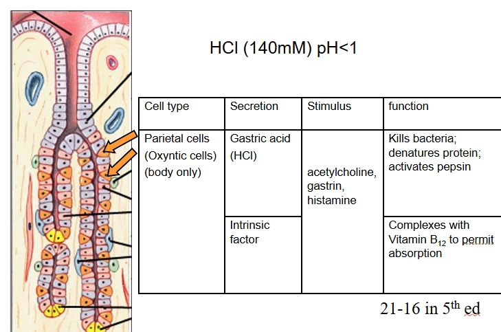 <p>also known as oxyntic </p><p>present in antrum and body</p><p>Secrete gastric acid and intrinsic factor</p><p>Stimulated </p>