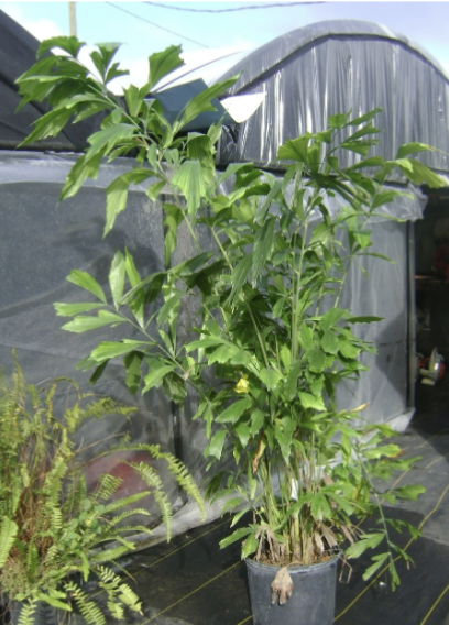 <p>What is the common name of this plant? </p>