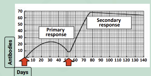 <p>Following re-exposure to the same antigen, there is a very short latent period due to the presence of memory cells. </p><p>Only a very small amount of antigen is required to stimulate rapid production of plasma cells.</p><p>Antibody levels increase to between 10 and 100 times greater than the initial response in a very short time frame. Antibody levels stay high for longer and no symptoms develop.</p>
