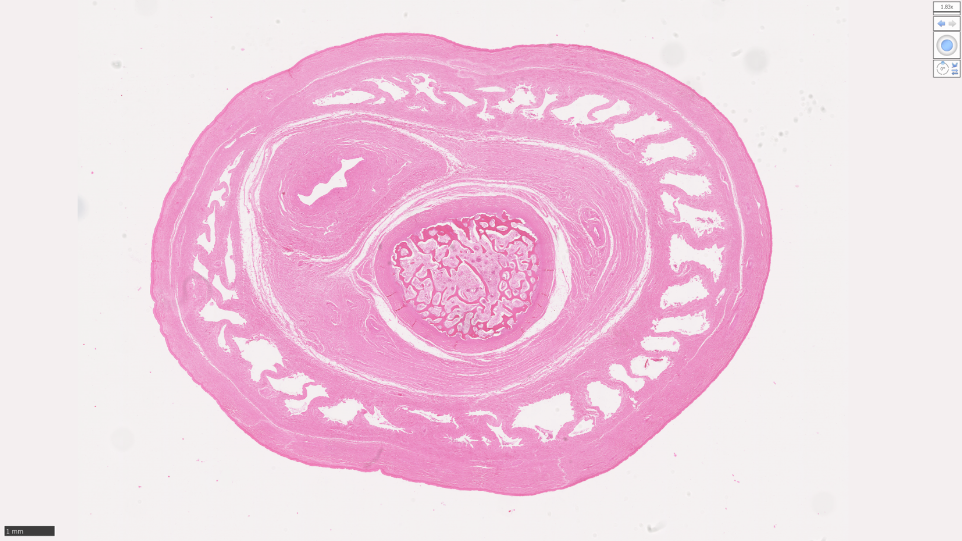 <p>Identify if the follow image shows a cat penis or another species penis:</p>