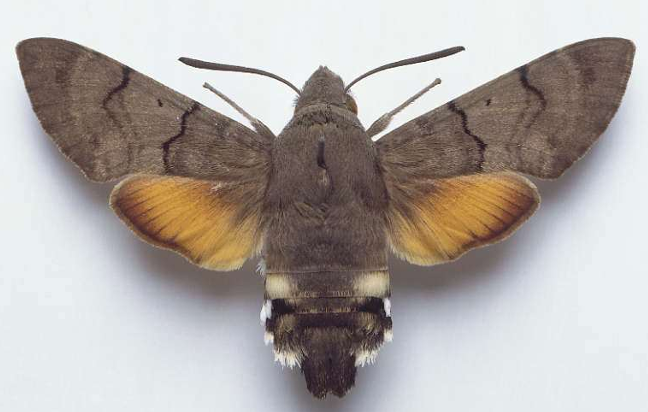 <p>ŘÁD česky latinsky</p><p>čeleď česky</p><p>druh česky</p>