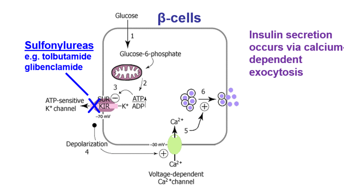 <ul><li><p>the blood passes through the middle of the Langerhans cells next to the beta cells </p></li><li><p>the glucose from the plasma enters inside the beta cells through the glucose transporter 2 </p></li><li><p>the glucose is then converted into glucose- 6- phosphate by glucokinase ( this stops the glucose from leaving the cell )</p></li><li><p>glucose 6 phosphate is then metabolized inside the mitochondria producing ATP </p></li><li><p>the  ATP closes k<sup>+</sup> channels inside the cells </p></li><li><p>this causes a depolarisation of the cell which opens calcium voltage gated channels allowing calcium to enter </p></li><li><p>this calcium is able to release insulin vesicles inside the cells which secrete the insulin via exocytosis </p></li></ul><p></p>