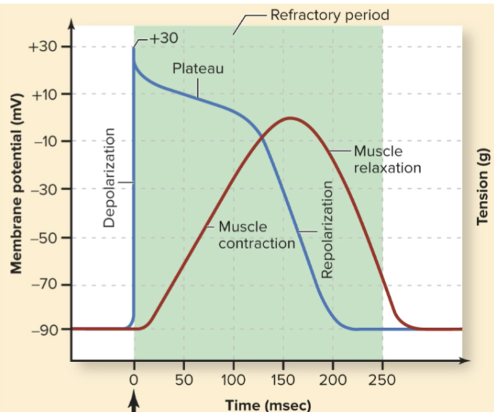 <p>Why is the phase 2 plateau important in cardiac muscle?</p>