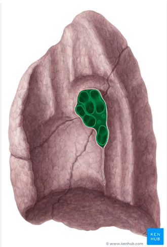 <p>In the hilium</p>