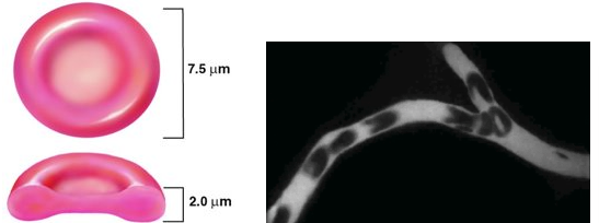 <ul><li><p>most common formed element</p></li><li><p>anucleate and missing most other organelles</p></li><li><p>7-8 microns, disc shaped</p></li><li><p>contains the protein <strong>hemoglobin </strong></p><ul><li><p>carries O2 and CO2</p></li><li><p>iron is essential</p></li></ul></li></ul><p></p>