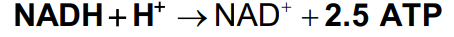 <p>When NADH enters electron transport at complex I, the energy released from its oxidation is used to synthesize 2.5 ATP</p>