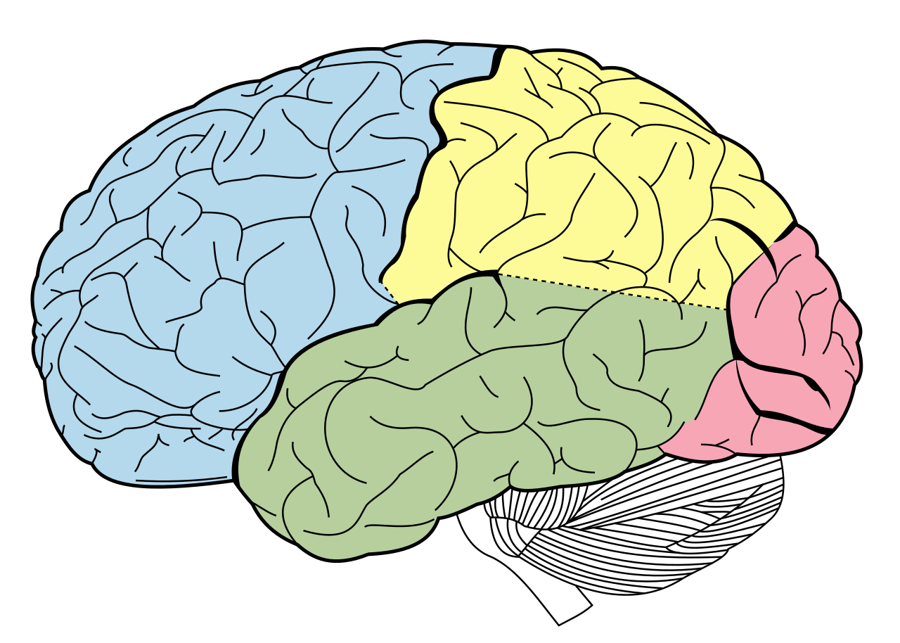 <p>posterior, visual processing</p>