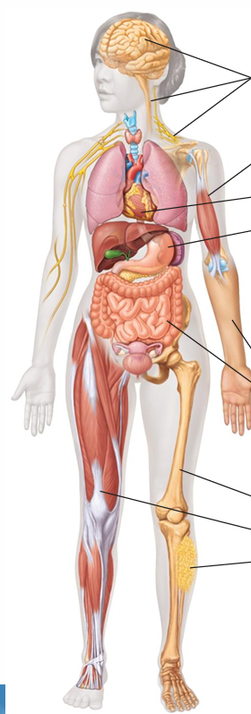 <ul><li><p>Bones</p></li><li><p>Tendons</p></li><li><p>Fat and soft padding tissues</p></li></ul><p></p>