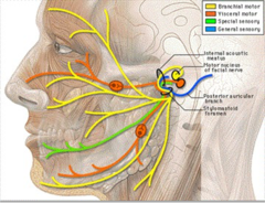 <p>motor branch of facial nerve</p>