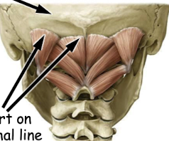 <p>what 2 muscles attach to the superior nuchal line (top arrow)?</p>