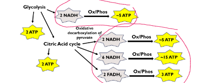 <p><span><strong>ANAEROBIC Glycolysis yields directly 2 ATPs </strong></span></p><p><span><strong>Aerobic glycolysis to Krebs cycle directly 4 ATPs</strong></span></p>
