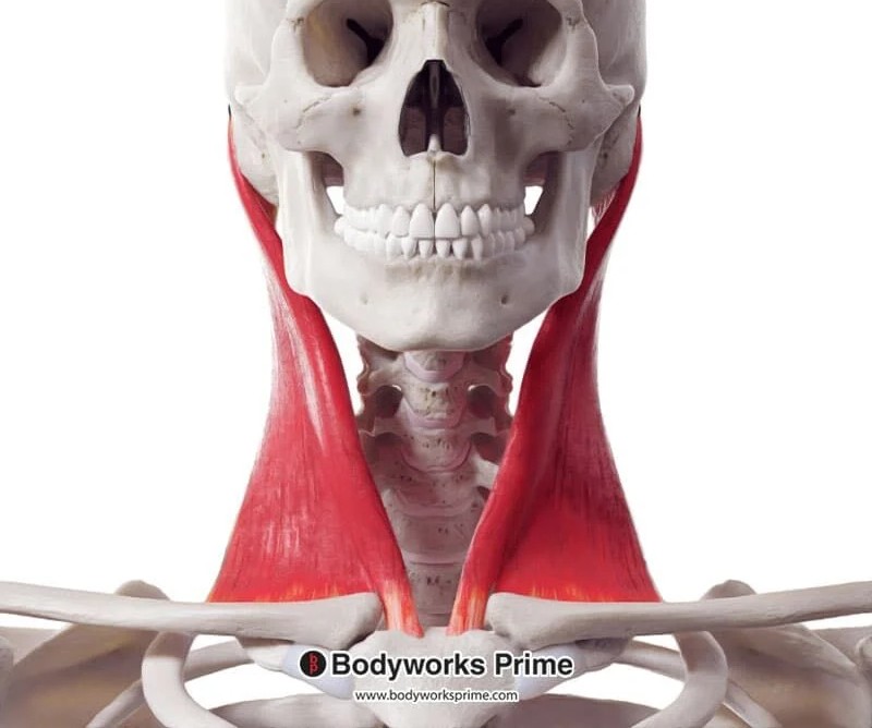 <p>Sternocleidomastoid Origin</p>