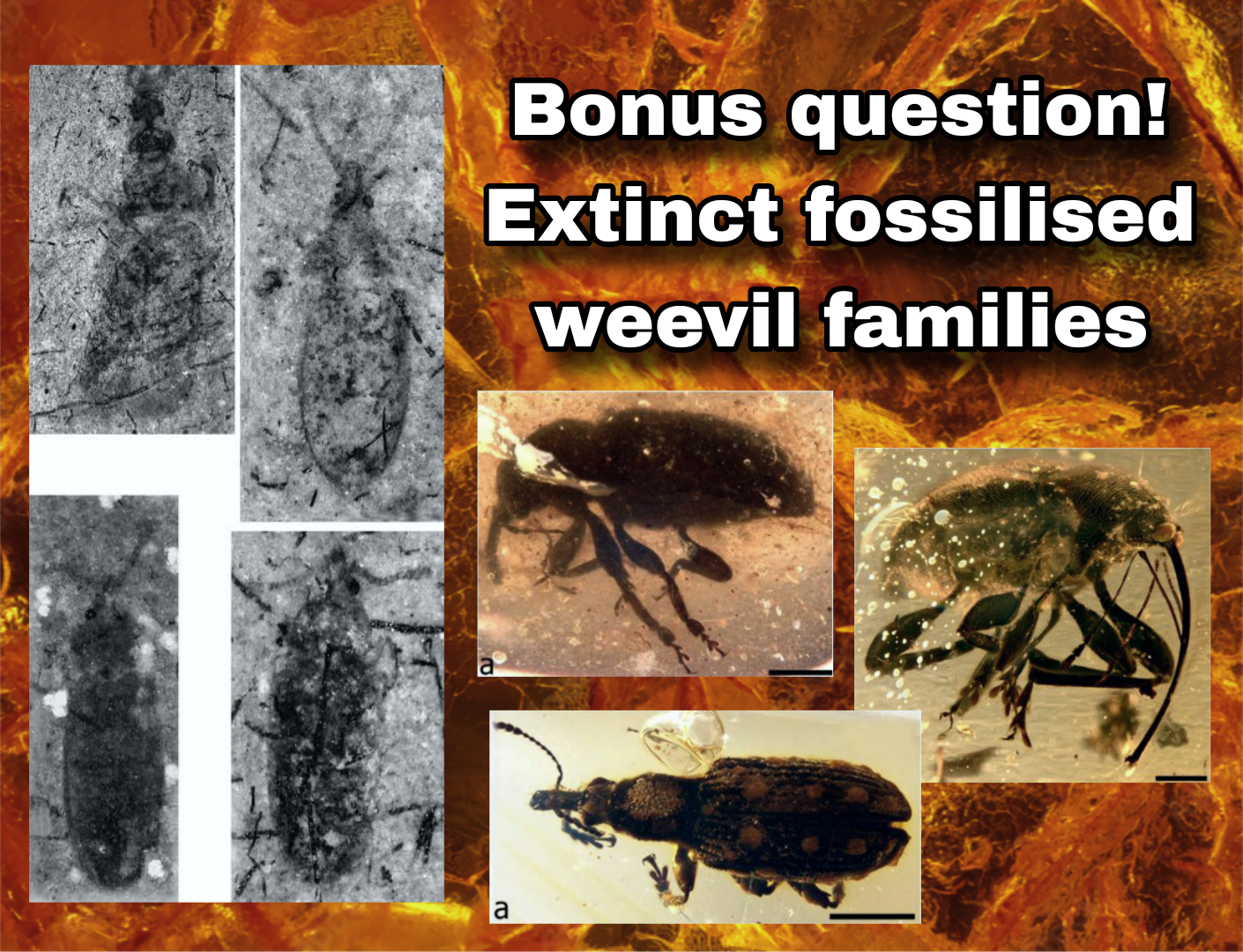 <p>Extinct fossilised weevils!</p>