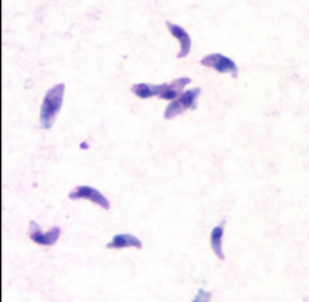 <p>genus, species, stage</p>