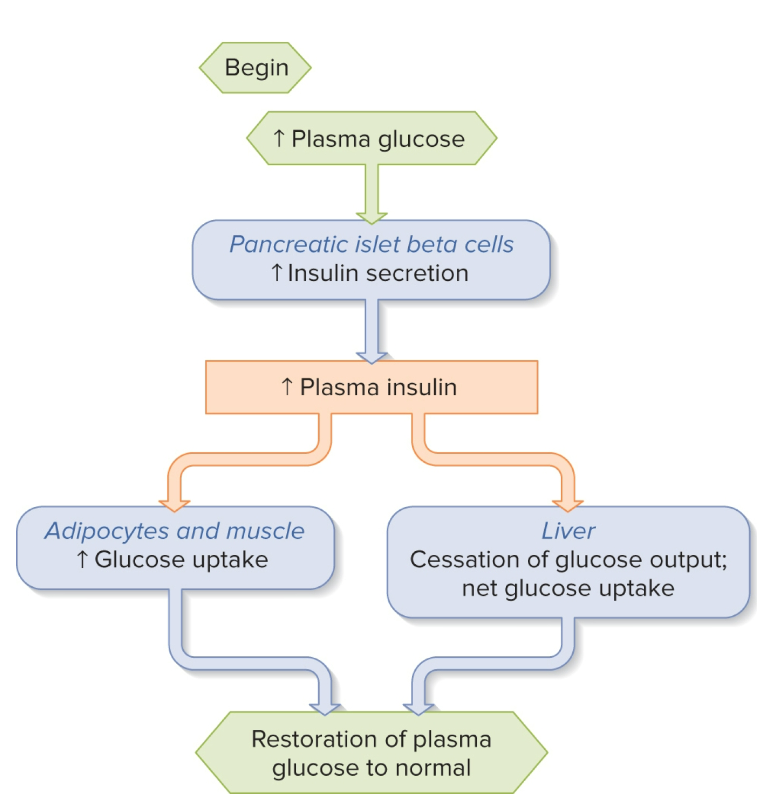 <p>how insulin production is stimulated ( explain pic ) </p>