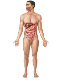 <p>what organs are apart of the <strong>digestive</strong> system (9)</p>