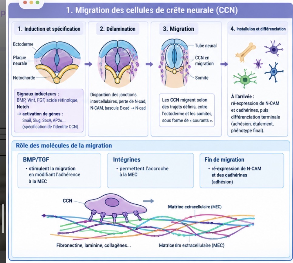 <p>Par disparition des jonctions intercellulaires et perte de molécules d’adhésion</p>