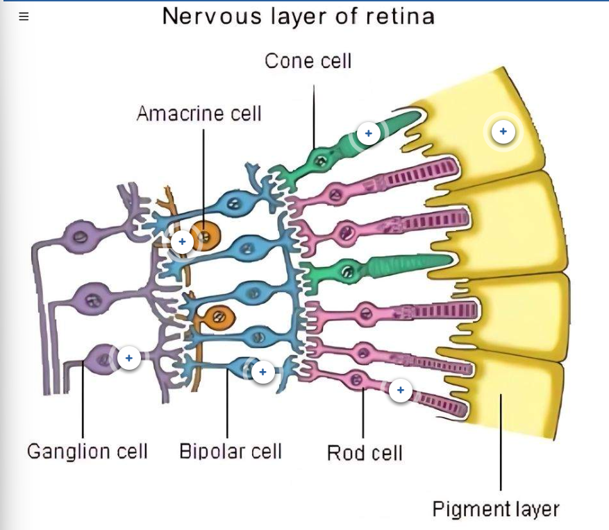 <ul><li><p>organized cells in layers to process visual info progressively </p></li></ul><ol><li><p>Rod cells</p></li><li><p>Cone cells</p></li><li><p>Bipolar cells</p></li><li><p>Ganglion cells</p></li><li><p>Amacrine cells</p></li><li><p>Pigment layer</p></li></ol><p></p>