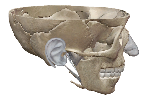 <p>What plane of the skull is depicted in this image?</p>