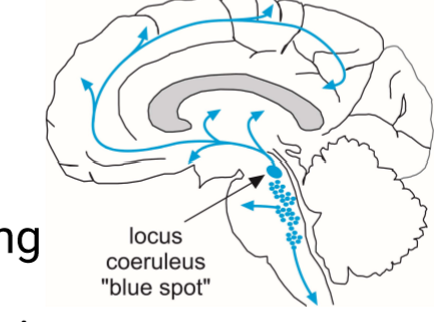 <p>Highlight the role of the neurotransmitter norepinephrine (with reference to it’s location)  </p>