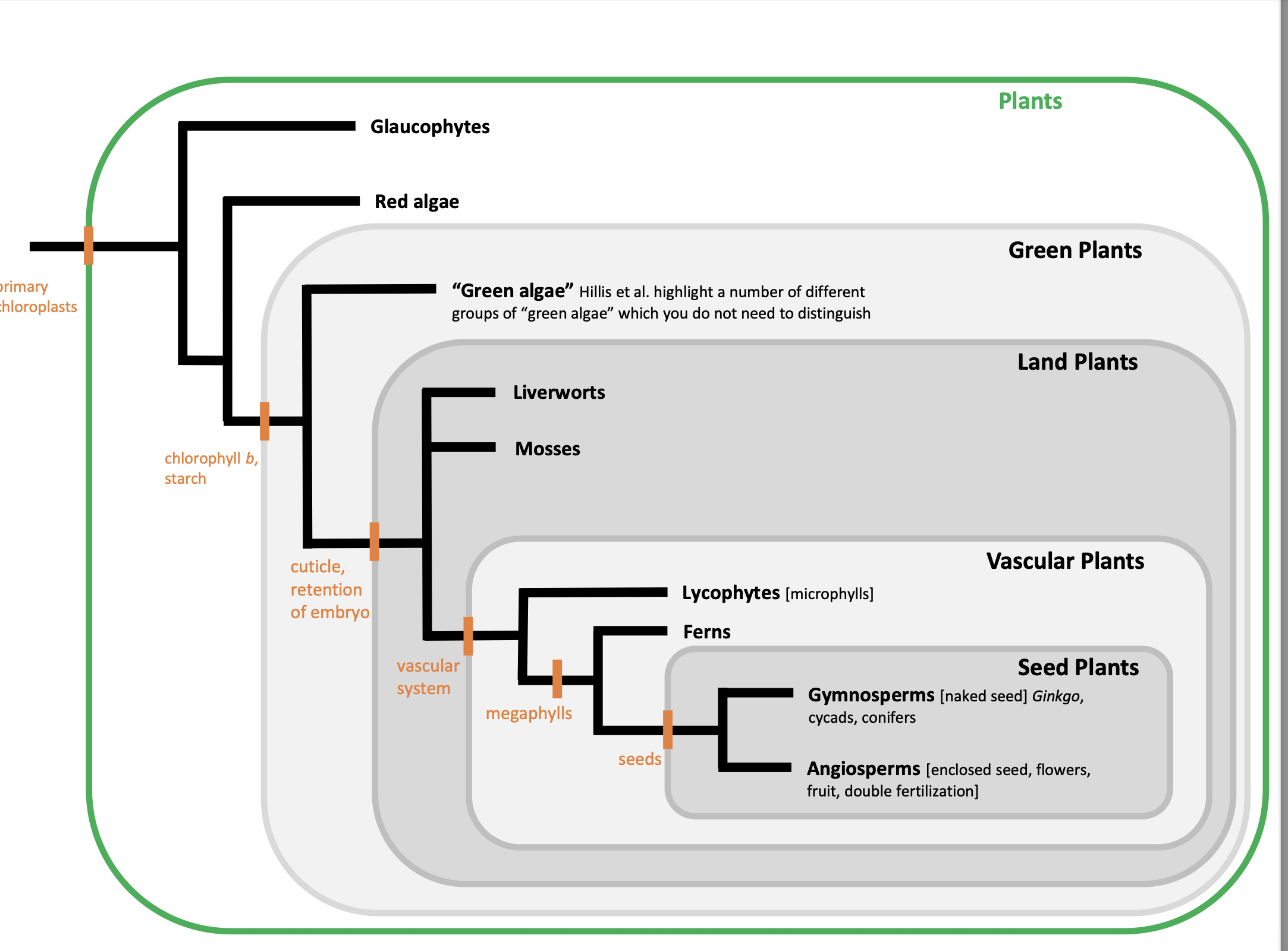 <p>_____ are <strong><mark data-color="rgba(0, 0, 0, 0)" style="background-color: rgba(0, 0, 0, 0); color: inherit;">large, complex leaves with branching vascular systems (veins) found in ferns, gymnosperms, and angiosperms</mark></strong>. Unlike microphylls, they possess leaf gaps in the stem vasculature. They evolved from branched stem systems (telomes) and are highly efficient for photosynthesis.</p>