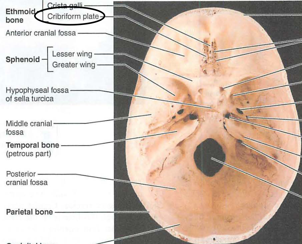 <p>forms the roof of the nasal cavity and features many tiny holes</p>