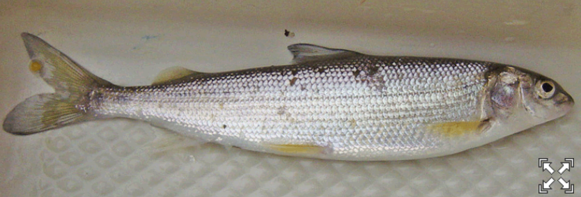 <p>Mountain Whitefish</p>