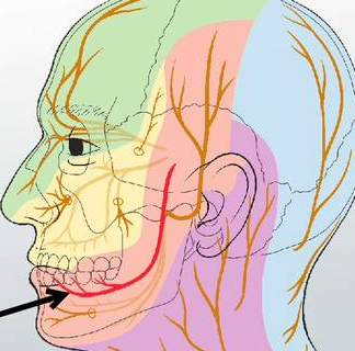 <p><span>The twelfth cranial nerve. Motor nerves that primarily carry motor information to the muscles that move the tongue. Checking these nerves requires sticking one’s tongue out. Deviation of the tongue from one side to the other indicates a problem with the nerve. </span></p>