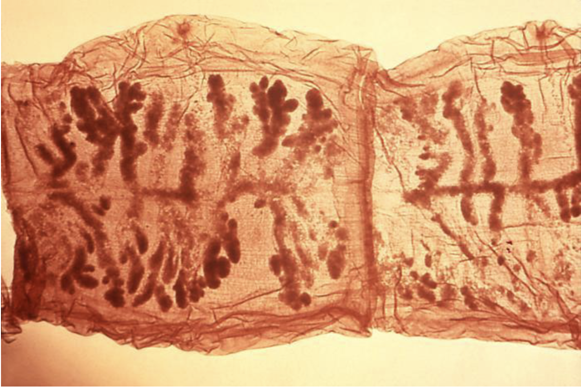 term image