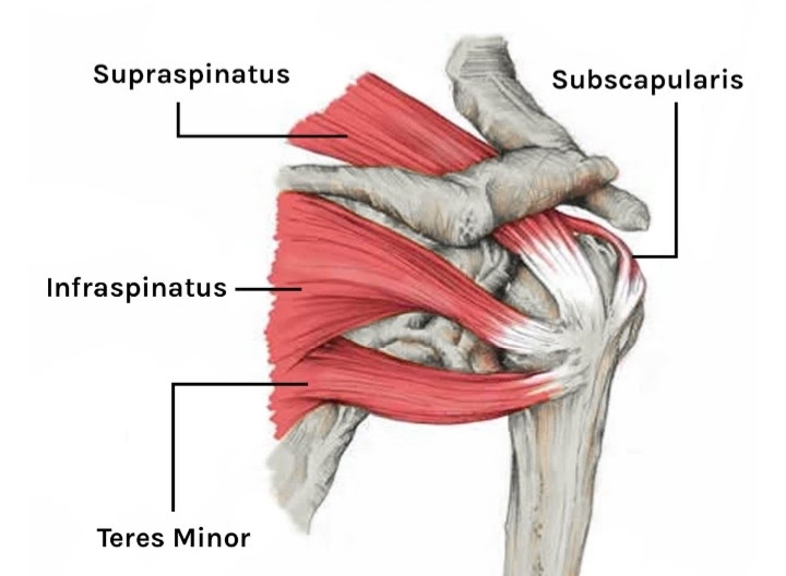 <ol><li><p>Deltoid, teres major, coracobrachialis (in front)</p></li><li><p><strong>Rotator cuff muscles (SITS)</strong></p><ol><li><p>Supraspinatus</p></li><li><p>Infraspinatus</p></li><li><p>Teres minor</p></li><li><p>Subscapularis</p></li></ol></li></ol><p></p>