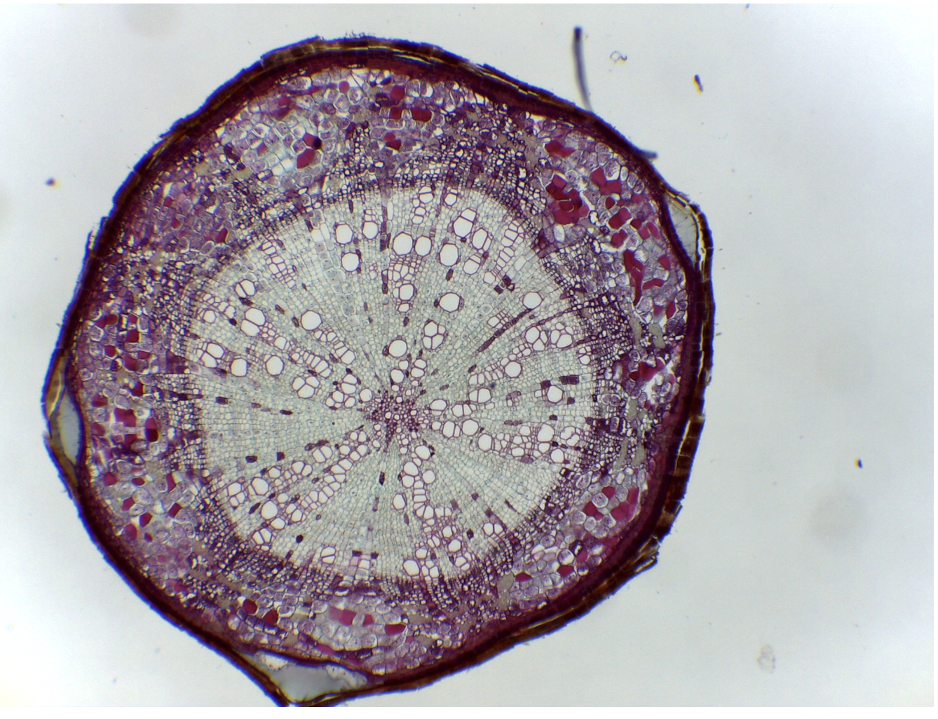 <p>This is a dicot root</p>